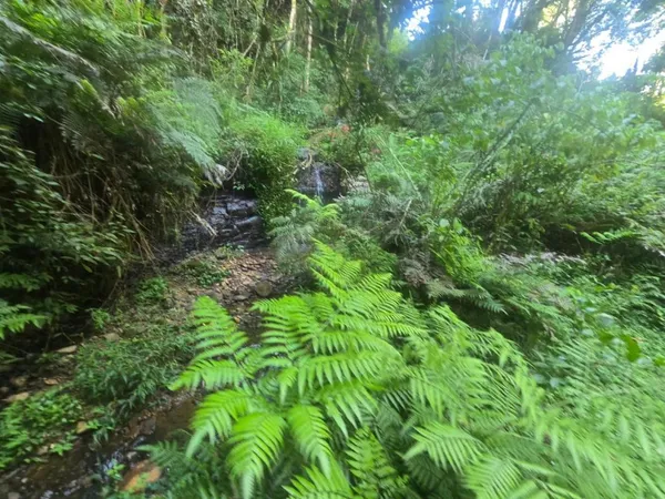 Terreno à venda, 9970 m² por R$ 1.540.000,00 - Tanguá - Almirante Tamandaré/PR - foto 4