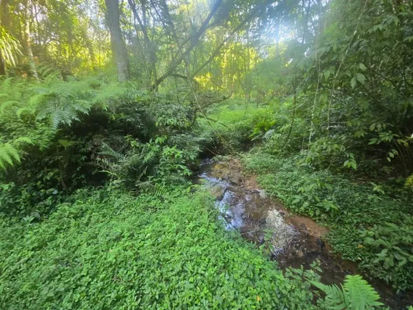 Terreno à venda, 9970 m² por R$ 1.540.000,00 - Tanguá - Almirante Tamandaré/PR - foto 5