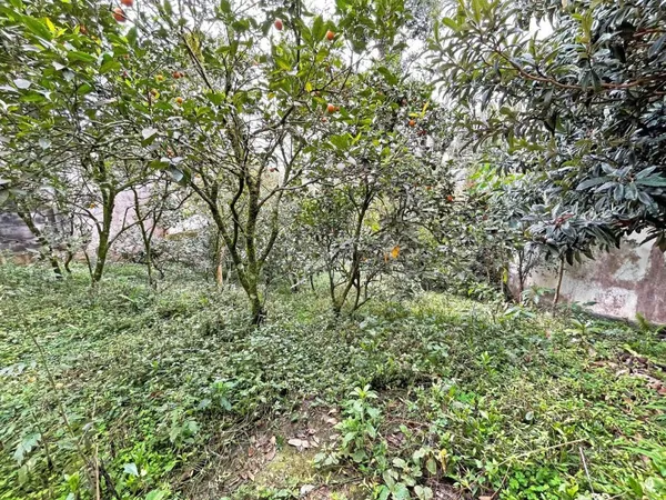 Terreno à venda, 486 m² por R$ 700.000,00 - Vista Alegre - Curitiba/PR - foto 2
