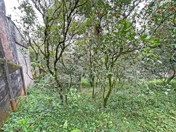 Terreno à venda, 486 m² por R$ 700.000,00 - Vista Alegre - Curitiba/PR - foto 3