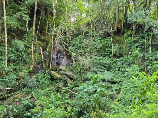 Terreno à venda, 9970 m² por R$ 1.540.000,00 - Tanguá - Almirante Tamandaré/PR - foto 2